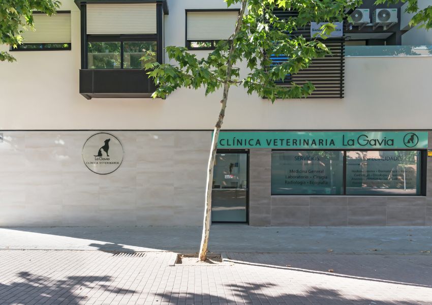 reforma integral clinica veterinaria en madrid